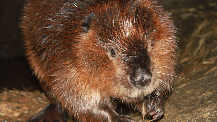 Castor. Courtesy of Science Nord