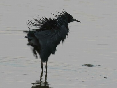 Black Heron © Gehan de Silva Wijeyeratne