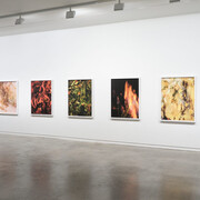 Ann Shelton, i am an old phenomenon, exhibition view. Courtesy of Two Rooms