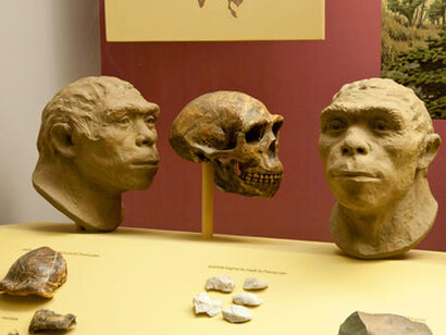 Spitzer Hall of Human Origins. Courtesy of American Museum of Natural History