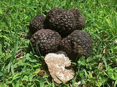A partially sliced truffle shows the dense and marbled interior of a rare variety