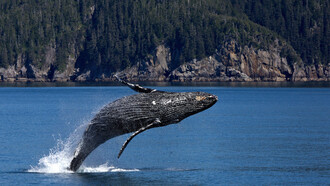 Un avistamiento de ballenas, en pleno periodo de nacimientos nuevos, me había parecido como una buena idea