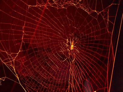 Bugs alive! Exhibition view. Courtesy of Melbourne Museum