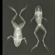 Light and Canvas. Courtesy of GNM