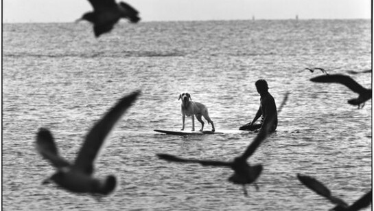 Elliott Erwitt, Japan, Enoshima, 2003, © Elliott Erwitt/Magnum Photos