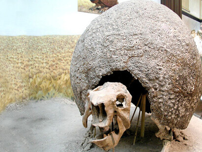 Salas de Paleontología. Courtesy of Museo de La Plata