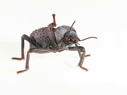 Coléoptère simili-mort (Absolus verrucosus). Courtoisie du Musée canadien de la nature. Photo par Alex Macdonald