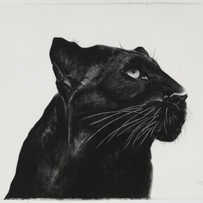 Black Panther Looking Away, charcoal on paper, 100x 64cm 