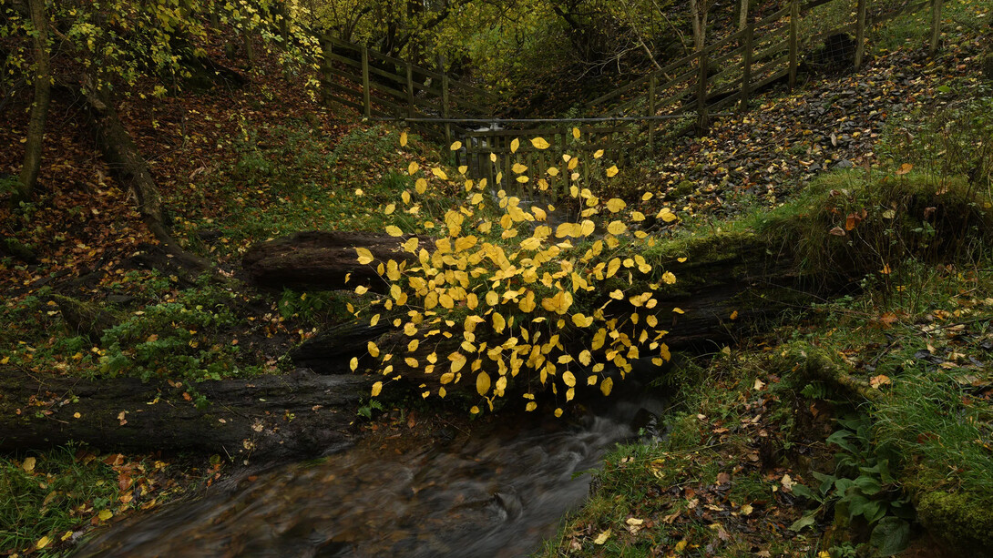 Andy Goldsworthy, Elm leaves. Grass stalks. Fallen elm. Calm. For Olle Lundberg. Dumfriesshire, Scotland. 4 November 2025 (detail), 2025. Courtesy of Haines Gallery