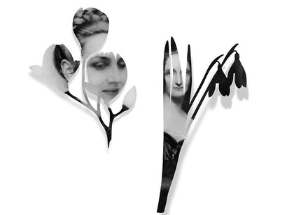 Armida Gandini. Da sinistra: English rose: Françoise Gilot - Magnolia, 2025
Chromaluxe sagomata. English rose: Mary Shelley - Bucaneve, 2025
Chromaluxe sagomata
