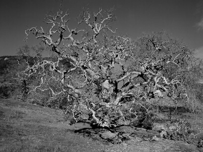 Doug Hall, Olompali valley oak I, 2023. Courtesy of Rena Bransten Gallery