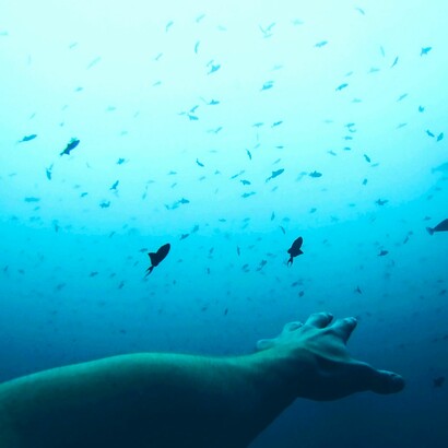 El agua, origen de todas las cosas que que existen para Tales
