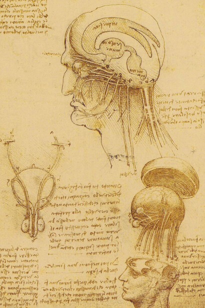 Leonardo da Vinci, disegni. Schizzo fisiologico del cervello umano e del cranio (c. 1510)