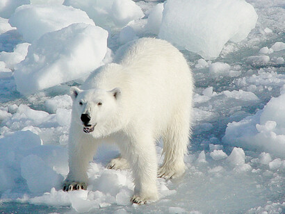 Arctic in Change. Courtesy of Arktikum