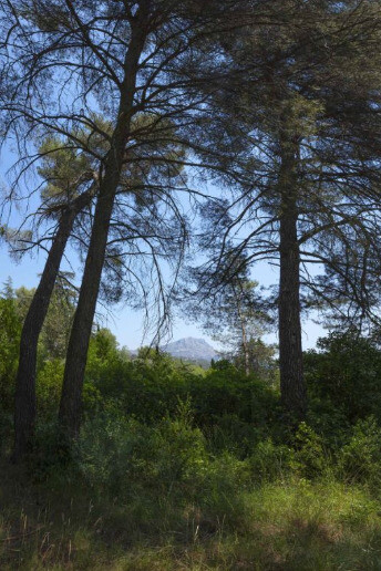 Boomoon. Courtesy of Galerie Lelong