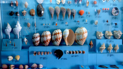 India Seashells Museum 