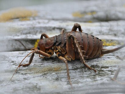 Wētā, inseto gigante típico da Nova Zelândia. Agora que se tem conhecimento deste fato é preciso ser mais cauteloso com a fauna que ainda existe para evitar a perda completa da natureza pelas próximas gerações