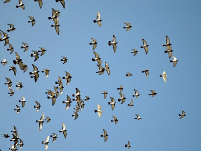 France has lost one-third of its birds in the past 15 years
