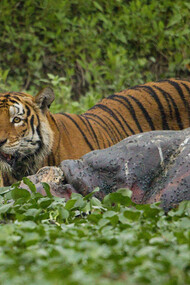A tiger and a hippopotamus in Kadur