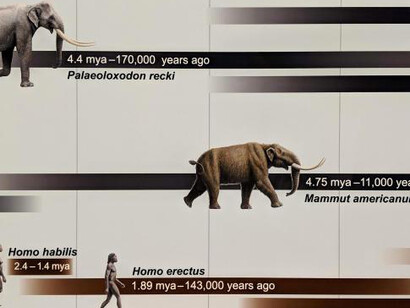 African Bush Elephant. Courtesy of Smithsonian's National Museum of Natural History