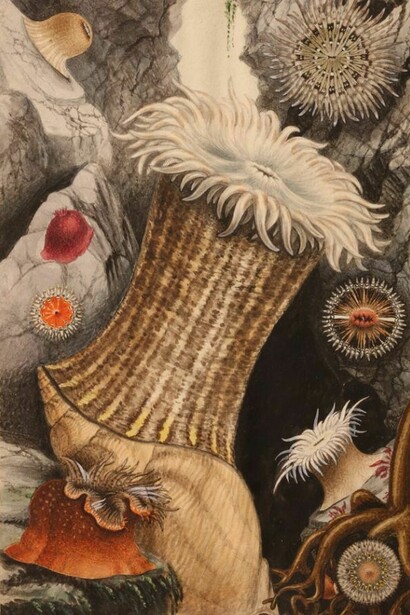 Philip Henry Gosse, Illustrations for Actinologia Britannia, Plate II, c.1858-60, © Heini Schneebeli, Courtesy of Horniman Museum and Gardens