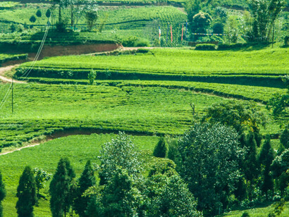 Tea plantations at Kanyam, Ilam District, Nepal