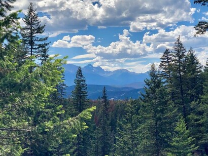 Bosque de cedros camino al monte