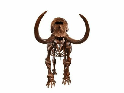 Mastodon skeleton - this skeleton of an American mastodon shows the beast’s tusks have a more pronounced curve than those of today’s elephants. Photo by John Weinstein © 2009 The Field Museum