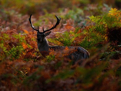 Richmond Park, Londres. Ciervo entre la vegetación