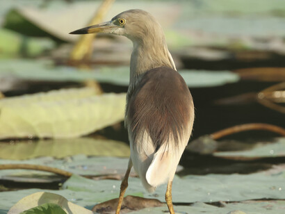 Indian Pond Heron (c) Gehan de Silva Wijeyeratne
