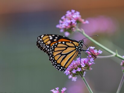 Monarch Butterfly