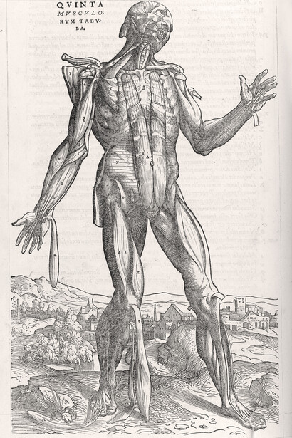 Andrés Vesalio; Lámina del libro «De humani corporis fabrica», 1543