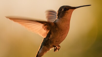 Colibrì. Come il colibrì e riesce a resistere a qualunque urto, collisione violenta che la vita gli presenta, a sostenere sfide difficili, dispiaceri insormontabili senza mai lasciarsi andare, senza mai mollare o farsi travolgere