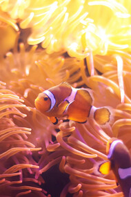 Clownfish reside in warm marine water such as the Pacific oceans