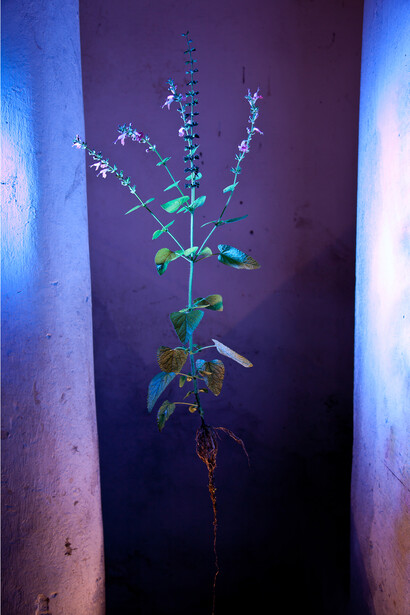 Naked Plants, #07