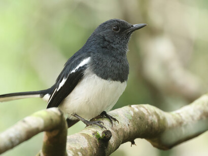 Oriental Magpie-robin © Gehan de Silva Wijeyeratne