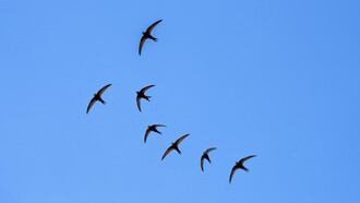 Golondrinas en vuelo: resulta agotador cuando el mundo quiere cambiarnos