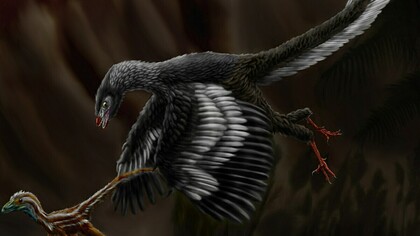 Illustrazione di Archaeopteryx a caccia di Compsognathus longipes nel Tardo Giurassico della Germania