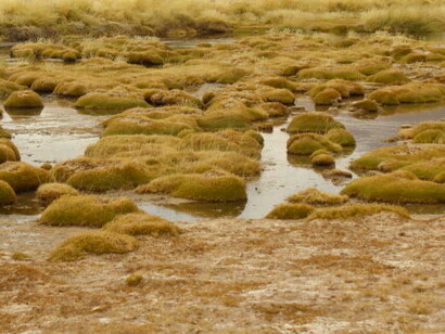 Humedales del Salar de Maricunga (región de Atacama)