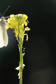 Small White backlit and with space for artistic effect © Gehan de Silva Wijeyeratne