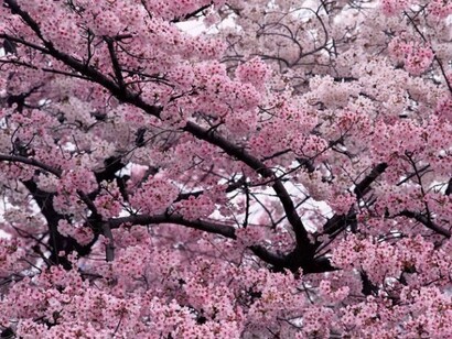Magnolia soulangeana