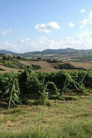 Fields in Coriano, Rimmi, Italy