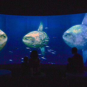 Unseen Oceans. Courtesy of American Museum of Natural History
