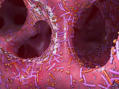 I batteri filamentosi segmentati non sono presenti nel microbiota umano ma ci sono altre specie di batteri che vivono in simbiosi in particolare con il sistema immunitario umano