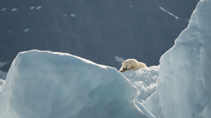Polar bear on a glacier