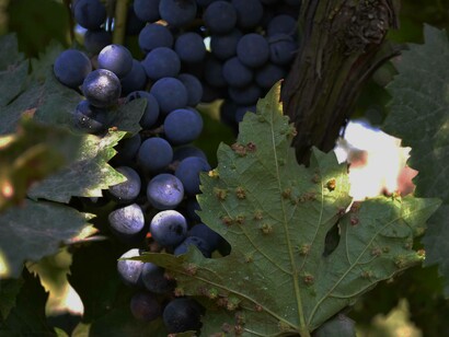 Phylloxeras attachment to leaf close to grapes in one of America's vineyards