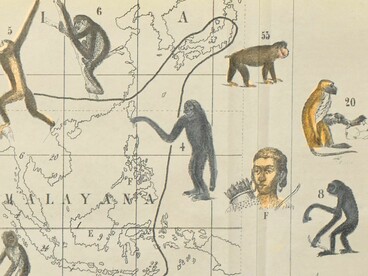 Una muestra gráfica de los sesgos antropológicos del siglo XIX que intentaban justificar erróneamente la supremacía racial mediante la distribución geográfica de los primates y lo que llamaban "tipos inferiores de hombres"