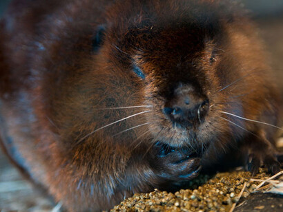 Castor. Courtesy of Science Nord