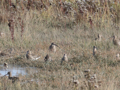 Curlews gathering at high tide at Two Tree Island © Gehan de Silva Wijeyeratne