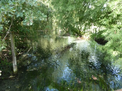 Clitunno, in provincia di Perugia, Umbria. Le rive sono cinte da bellissimi e grandi salici piangenti, i cui rami si inchinano, maestosamente, ad accarezzare le acque